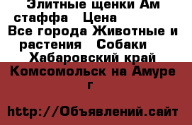 Элитные щенки Ам.стаффа › Цена ­ 25 000 - Все города Животные и растения » Собаки   . Хабаровский край,Комсомольск-на-Амуре г.